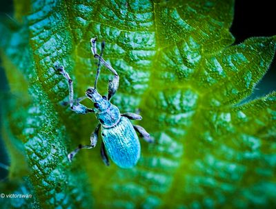 Groene bladsnuitkever - Phyllobius pomaceus.JPG