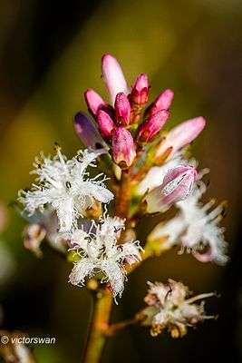 Waterdrieblad Menyanthes trifoliata .JPG
