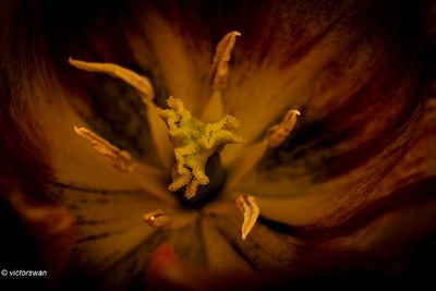 Macro tulp.JPG
