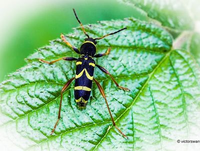 kleine wespenboktor - Clytus arietis.JPG
