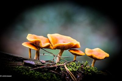 Dennenvlamhoed - Gymnopilus penetrans.JPG