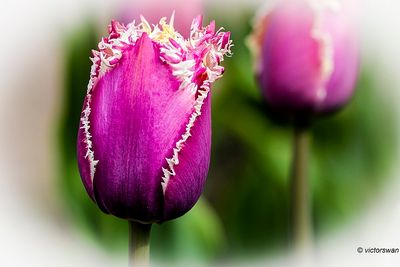 Tulp  Tulipa.JPG