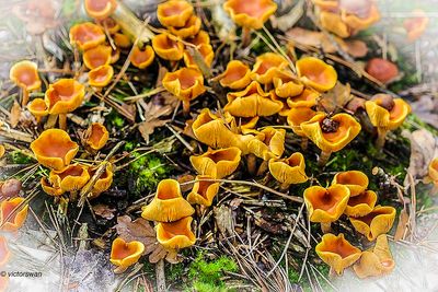 Dennenvlamhoed - Gymnopilus penetrans.JPG