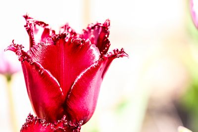 Tulp  Tulipa.JPG