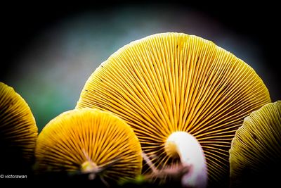 Dennenvlamhoed - Gymnopilus penetrans.JPG