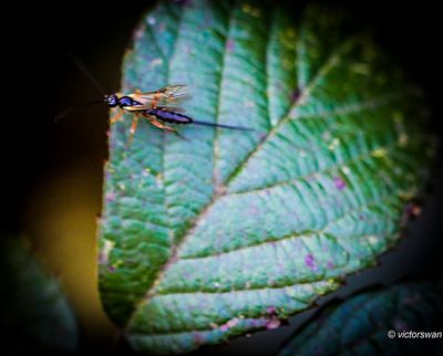 Ichneumonidae indet.JPG