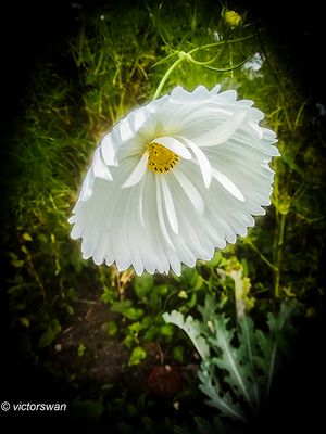 Cosmea .JPG
