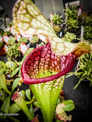 Leucophylla.JPG