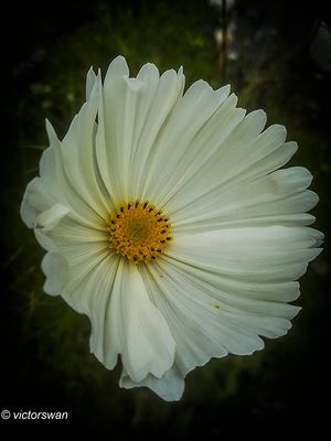 Cosmea .JPG