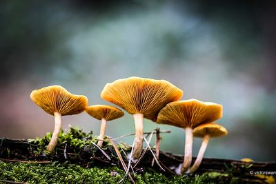 Dennenvlamhoed - Gymnopilus penetrans.JPG