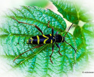 kleine wespenboktor - Clytus arietis.JPG