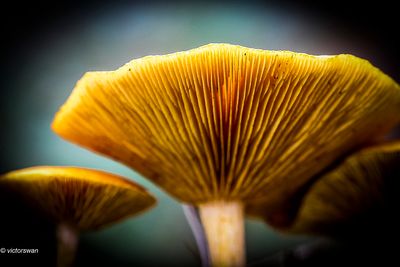 Dennenvlamhoed - Gymnopilus penetrans.JPG