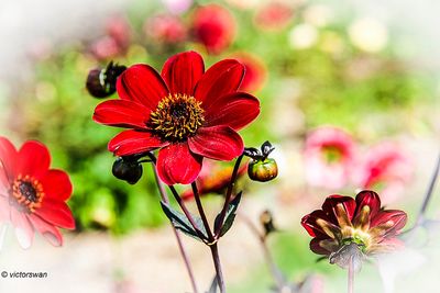 Dahlia-Bishop of Llandaff.jpg