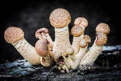 Echte Honingzwam - Armillaria mellea .JPG