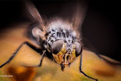 Macro's