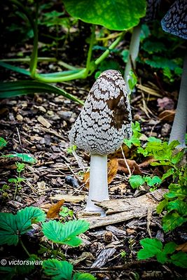 Spechtinktzwam - Coprinopsis picacea.JPG