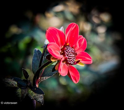 Dahlia-Bishop of Llandaff.jpg