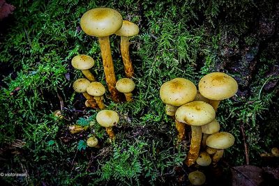 Elzenbundelzwam - Pholiota alnicola .JPG