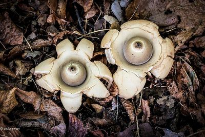 Gekraagde Aardster - Geastrum triplex.JPG