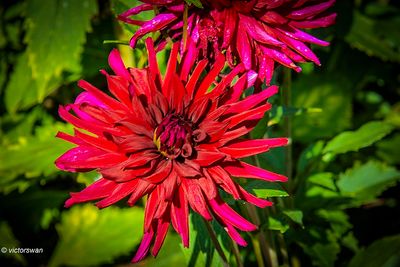 Dahlia-Apache blauw .JPG