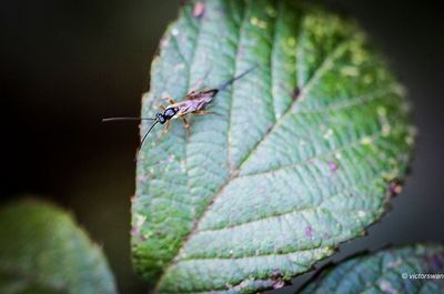 Ichneumonidae indet.JPG