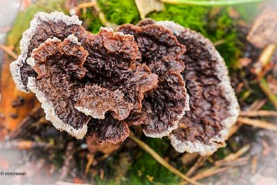 Gewone franjezwam - Thelephora terrestris .JPG