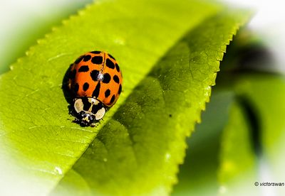 Veelkleurig Aziatisch lieveheersbeestje - Harmonia axyridis.JPG