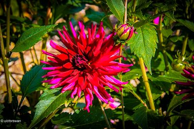 Dahlia-Apache blauw .JPG