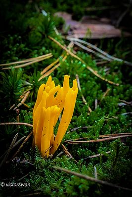 Kleverig Koraalzwammetje - Calocera Viscosa.JPG