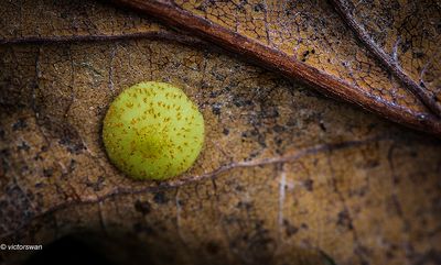Gewone lensgalwesp - Neuroterus quercusbaccarum.JPG
