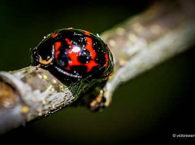 Veelkleurig Aziatisch lieveheersbeestje - Harmonia axyridis.JPG