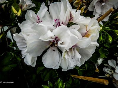 Geranium.JPG