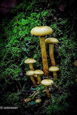 Elzenbundelzwam - Pholiota alnicola.JPG