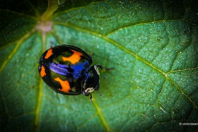 Veelkleurig Aziatisch lieveheersbeestje - Harmonia axyridis.JPG