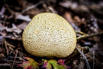 Gele aardappelbovist - Scleroderma citrinum.JPG