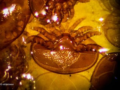 Varroamijt - Varroa destructor.JPG