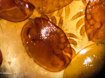 Varroamijt - Varroa destructor.JPG