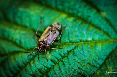 Voorjaarseikenblindwants - Harpocera thoracica.JPG