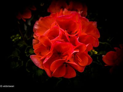 Geranium.JPG