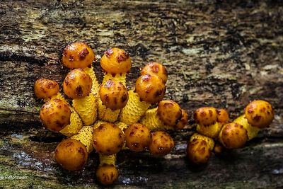 Goudvliesbundelzwam - Pholiota adiposa.JPG