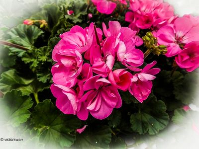 Geranium.JPG