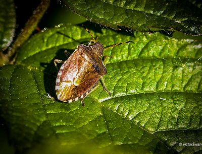 Zuidelijke Schildwants - Peribalus strictus.jpg