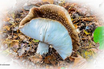 Parelamaniet - Amanita rubescens.JPG