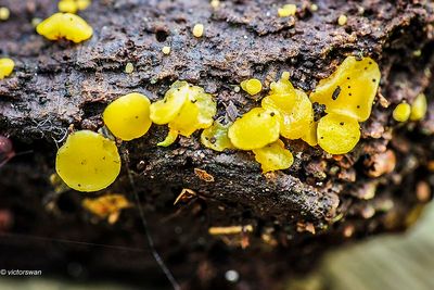 Geel schijfzwammetje - Bisporella citrina.JPG