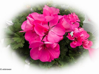 Geranium.JPG