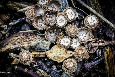 Gestreept Nestzwammetje - Cyathus striatus .JPG