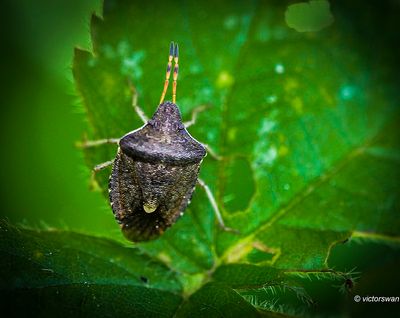 Zuidelijke Schildwants - Peribalus strictus.jpg