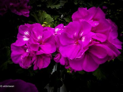 Geranium.JPG