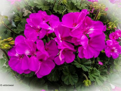 Geranium.JPG