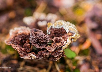 Gewone franjezwam - Thelephora terrestris .JPG